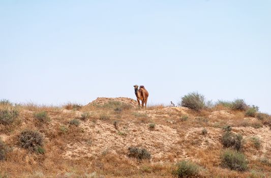 Arabian Camel graze at the Israeli Negev Desert. Israel