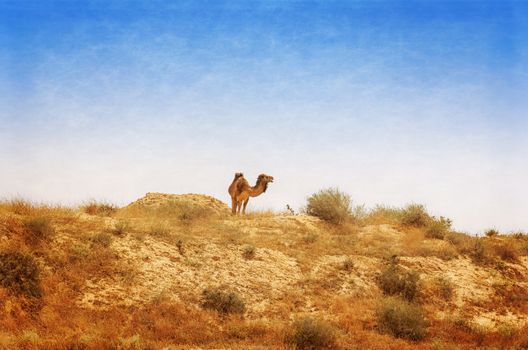 Arabian Camel graze at the Israeli Negev Desert. Israel. Photo textured in old color 