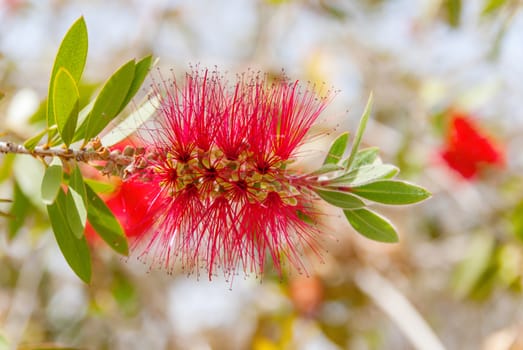 Persian silk tree (Albizia julibrissin) foliage and flowers