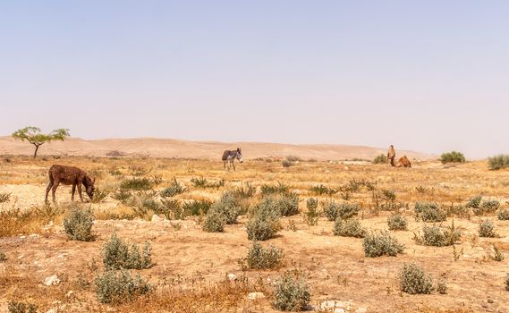 Desert landscape in Israel's Negev desert, donkey and camel in the background