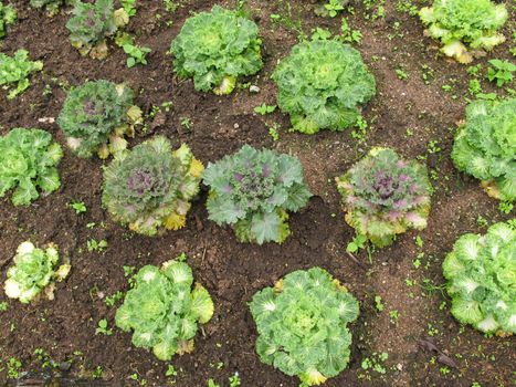 Lettuce salad vegetable grow on ground