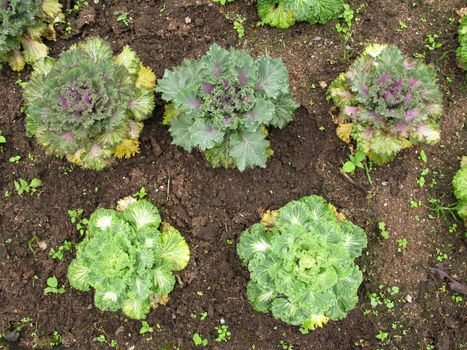 Lettuce salad vegetable grow on ground