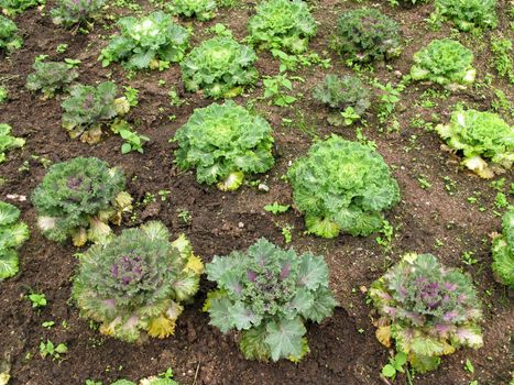 Lettuce salad vegetable grow on ground