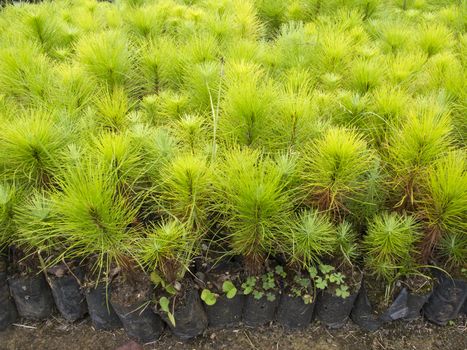 Group of young pine tree seedling in plastic pot