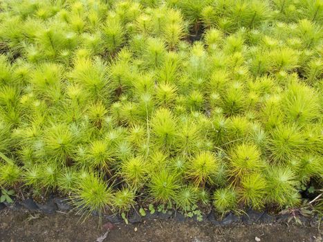 Group of young pine tree seedling in plastic pot