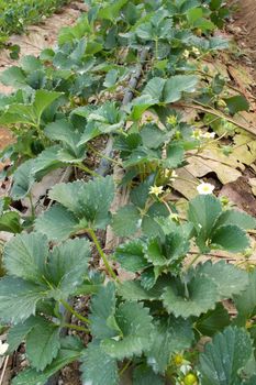 Seedling organic strawberry in farm no fruit on top