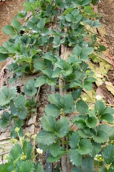 Seedling organic strawberry in farm no fruit on top