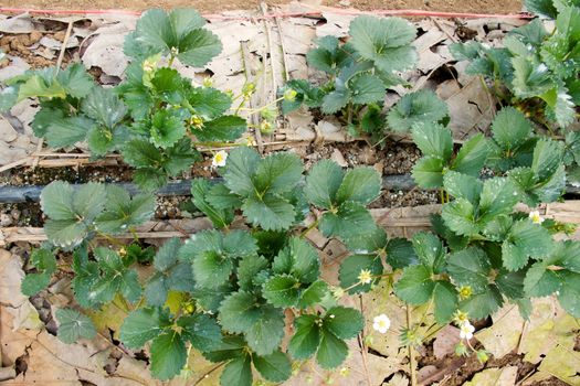 Seedling organic strawberry in farm no fruit on top