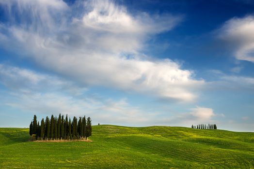 A group of cypress trees between green hills and yellow flowers and under beautiful white clouds near Torrenieri in the Valdorcia (Orcia valley) in Tuscany, Italy.