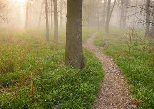 Dreamy image of a footpath into the forest during a sunrise on a foggy morning.