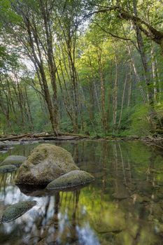 Falls Creek Forest with Mossy Rocks Reflection in Gifford Pinchot National Forest in Washington State