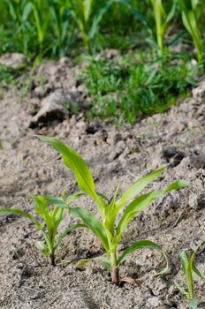 corn field