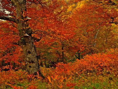 Variegated Multi Colored Bright Autumn Leafs and Tree Trunk with Dry Rot Fungus Outdoors