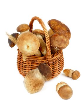 Arrangement of Fresh Raw Boletus Mushrooms with Dry Grass in Wicker Basket isolated on White background