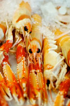 Fresh Raw Langoustines on Fish Market in Crushed Ice closeup. Focus on Animal Eyes