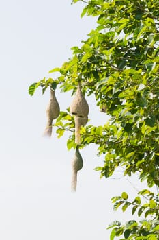 Baya weaver bird nest at a branch of the tree