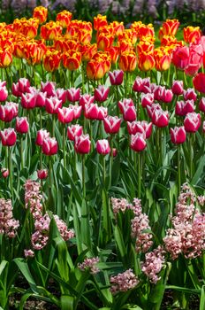 Tulipa flowers in dutch spring garden Keukenhof in Netherlands
