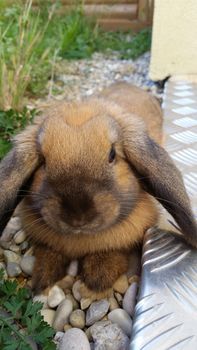 Cute Brown Rabbit in the garden, France