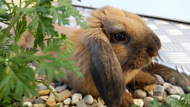 Cute Brown Rabbit in the garden, France