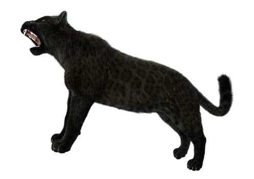 3D digital render of a big cat black panther isolated on white background