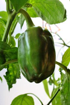 Green pepper growing on vine