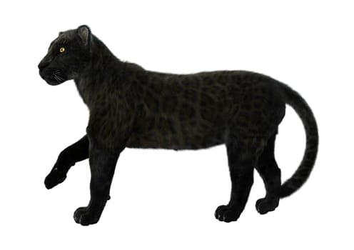 3D digital render of a big cat black panther walking isolated on white background