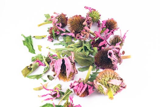 Dried echinacea purpurea in white background