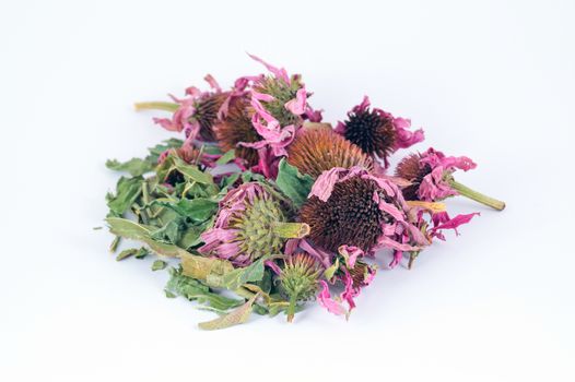 Dried echinacea purpurea in white background