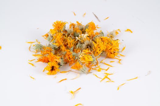 Calendula officinalis in white background