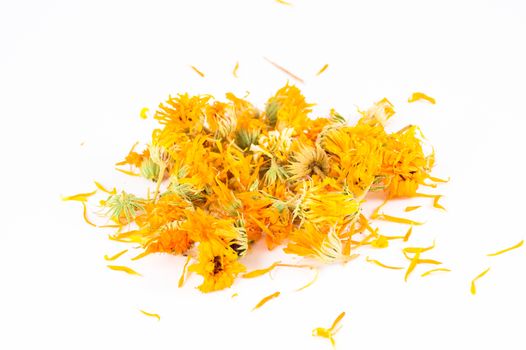 Calendula officinalis in white background