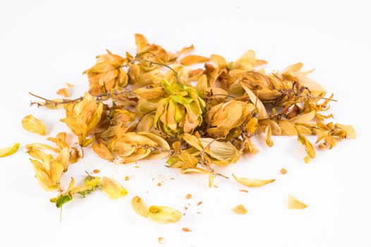 Humulus lupulus in white background