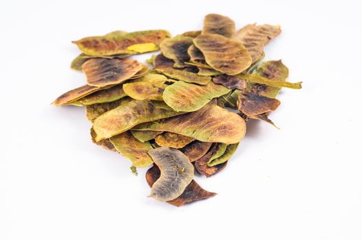 Cassia angustifolia in white background