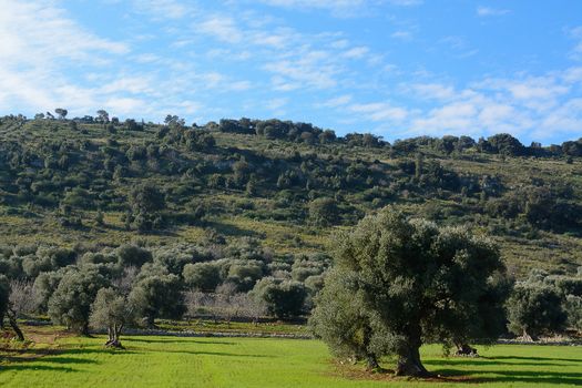 Landscape view of the hills Ostunesi with expanses of olive trees