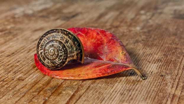 snail on a red leaf and wood base