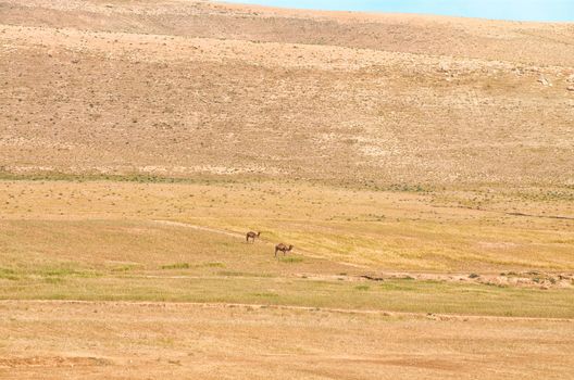 Arabian Camels. A domesticated herd of Arabian Camels graze at the Israeli Negev Desert.