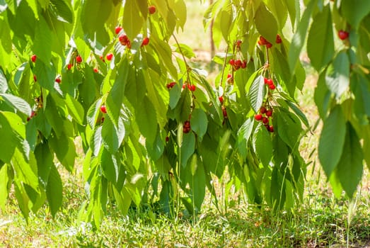 Red cherries on a tree branch over green background