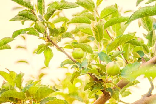 Green apples on apple-tree branch. Photo textured in old color