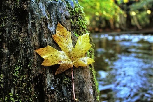 maple leaf in the forest