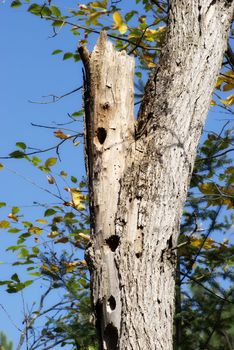 A old tree with holds from a woodpecker
