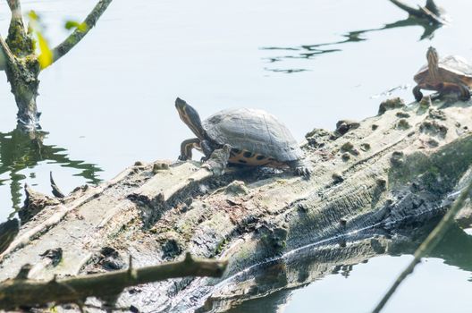 Water turtle (Chrysemys picta) sitting on tree. Basks in the morning sun on a pond