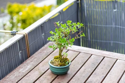 Bonsai miniature tree on a table of a balcony.