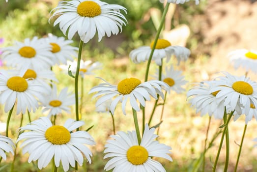 Field of daisy flowers blur background