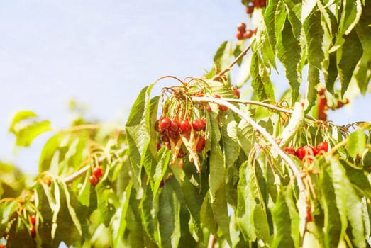 Cherries on a tree. Photo textured in old color