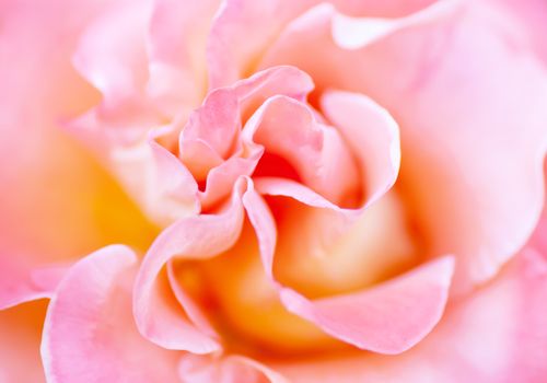 Blurred soft romantic pink rose in vintage style 