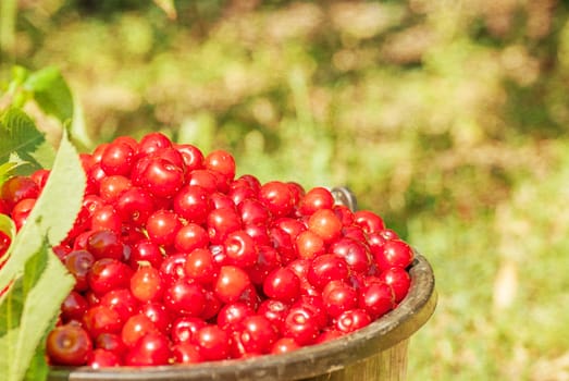 Bucket with ripe cherry standing in the grass  Photo textured in old color