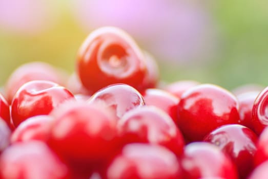 Freshly picked ripe red cherries, in an orchard, on a sunny day.