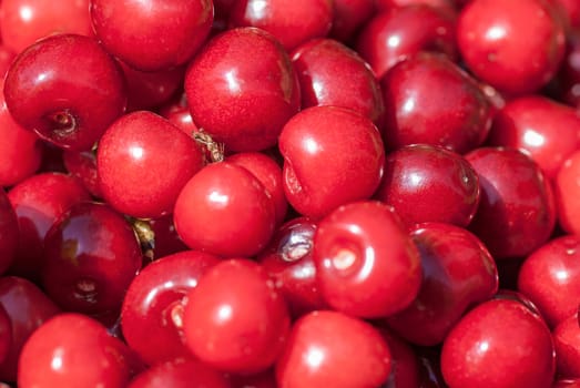 Bunch of fresh, juicy, ripe cherries