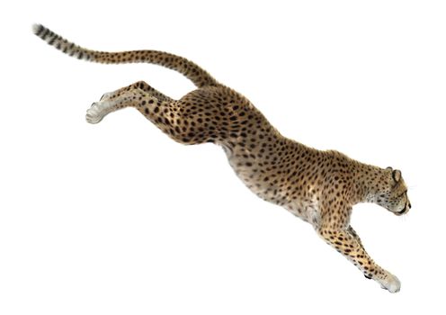 3D digital render of a big cat cheetah isolated on white background