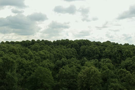 Green tranquil forest park with skies above.