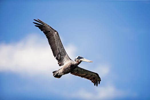 American Brown Pelican in smoth flight
